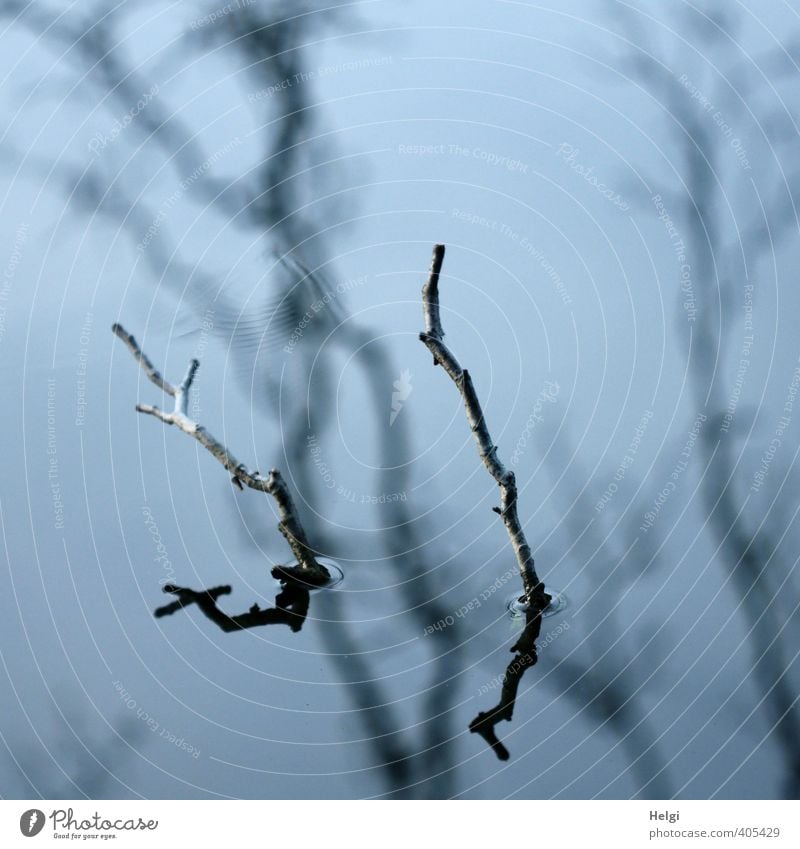 Spiegelungen | bizarr... Umwelt Natur Wasser Sommer Schönes Wetter Baum Ast See stehen dehydrieren alt ästhetisch authentisch außergewöhnlich dünn einzigartig