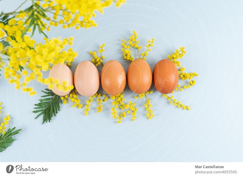 Eier von verschiedenen Schattierungen auf blauem Hintergrund mit gelben Blumen Dekoration auf blauem Hintergrund. Platz zum Kopieren. Aktenordner Mimose