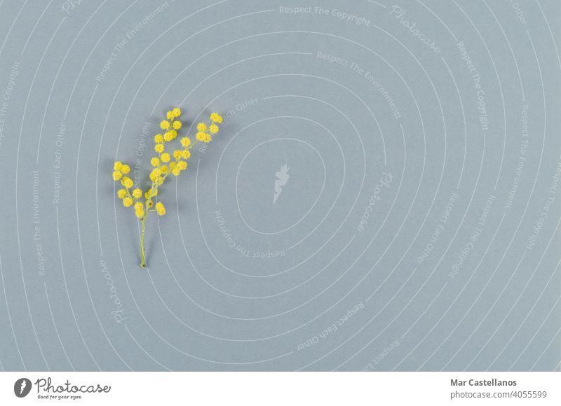 Mimosenblüte auf grauem Hintergrund. Ansicht von oben. Platz zum Kopieren. Blume Farbe des Jahres gelb blumig Textfreiraum Draufsicht Akazie Blatt grün