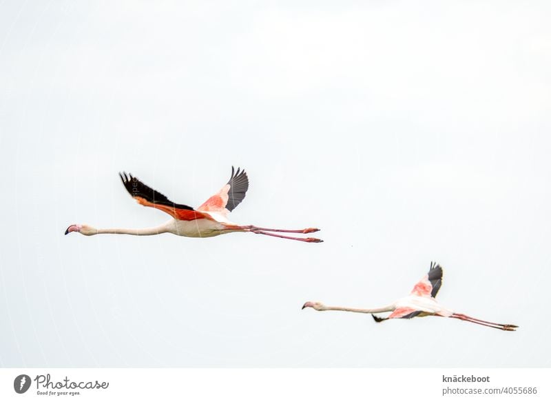 fliegende flamingos Camargue Außenaufnahme Südfrankreich Tier Vogel Natur Farbfoto Flamingo exotisch