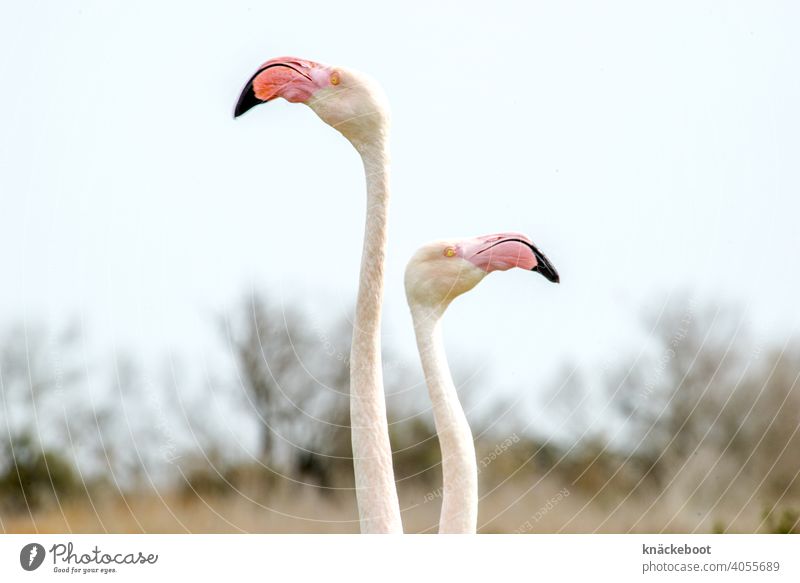 zwei flamingos Camargue Außenaufnahme Südfrankreich Farbfoto Landschaft Vogel Schnabel Wildtier Tier Natur Tierporträt