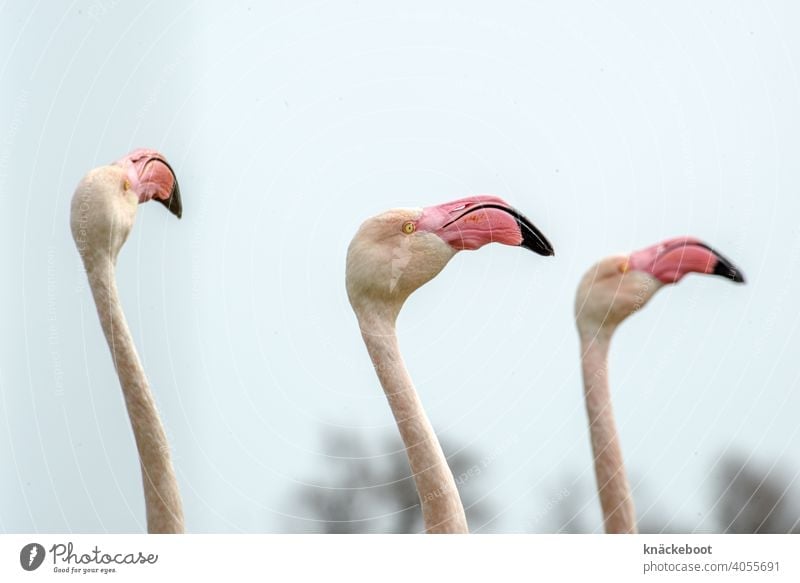 drei flamingos Camargue Außenaufnahme Farbfoto Natur Frankreich Flamingo rosa Vogel Schnabel