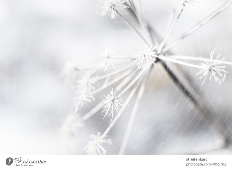 Frostiges Detail einer vertrockneten Pflanze im Winter abgestorben kalt Eis weiß Natur Schnee Außenaufnahme Umwelt gefroren Farbfoto Detailaufnahme Nahaufnahme