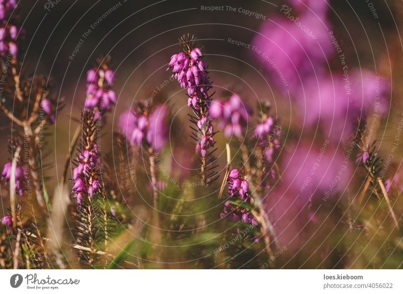 Winterheide, Erica carnea, mit leuchtend rosa Blüten auf dem Waldboden im Frühling, Österreich Heidekraut Blume geblümt Erica Carnea purpur Natur Sonne Blatt