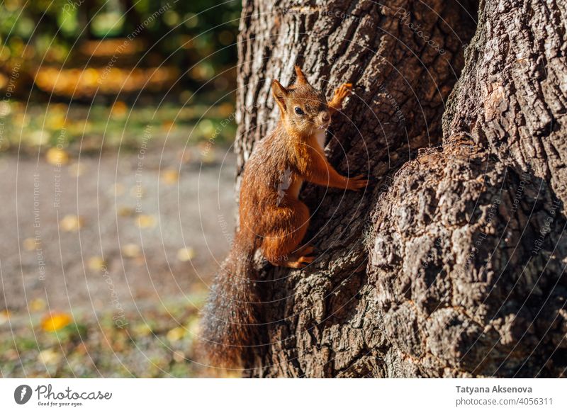 Eichhörnchen auf Baum im Park Säugetier Tier Natur fluffig rot Wald braun wild Nagetiere niedlich Tierwelt Holz pelzig Leitwerke lustig Fell Ischias neugierig