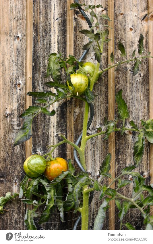 Tomaten mit Rankhilfe vor Holzschuppen Frucht Blätter grün Gemüse Lebensmittel Gesundheit natürlich Ernährung organisch Garten Selbstversorger Holzhütte frisch