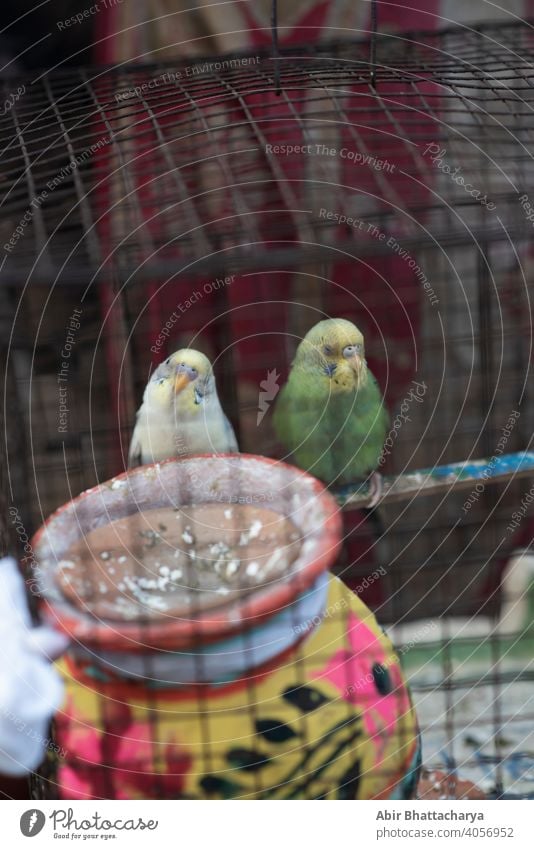 zwei Vögel in einem Käfig sitzen in einer nachdenklichen Stimmung Paar pulsierend farbenfroh Feder Flügel Schnabel Tier schön