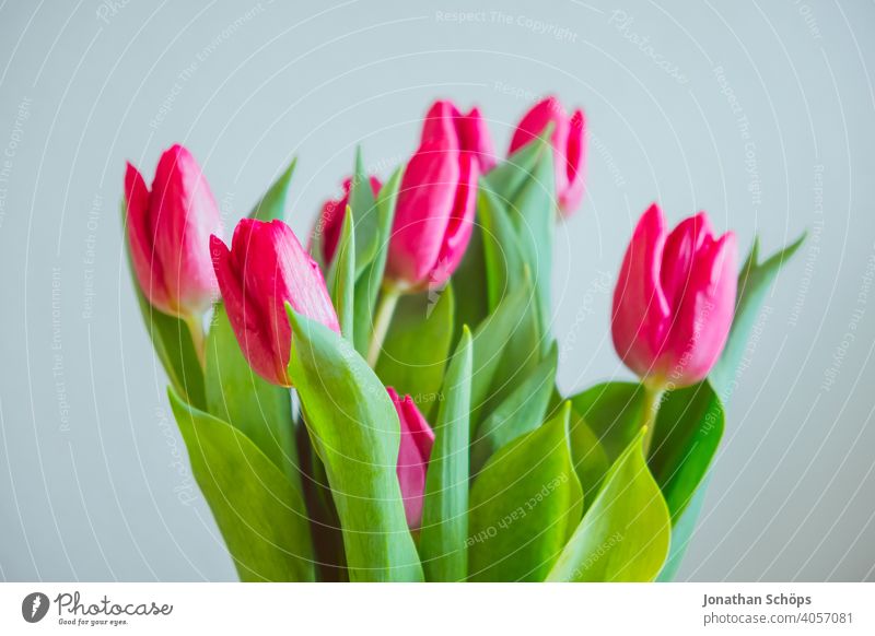 pinke Tulpen zum Muttertag Blumen Liebe Nahaufnahme Valentinstag Vase drinnen rosa rosa Tulpen rot Muttertagsgeschenk valentinsgruß Valentinshintergrund