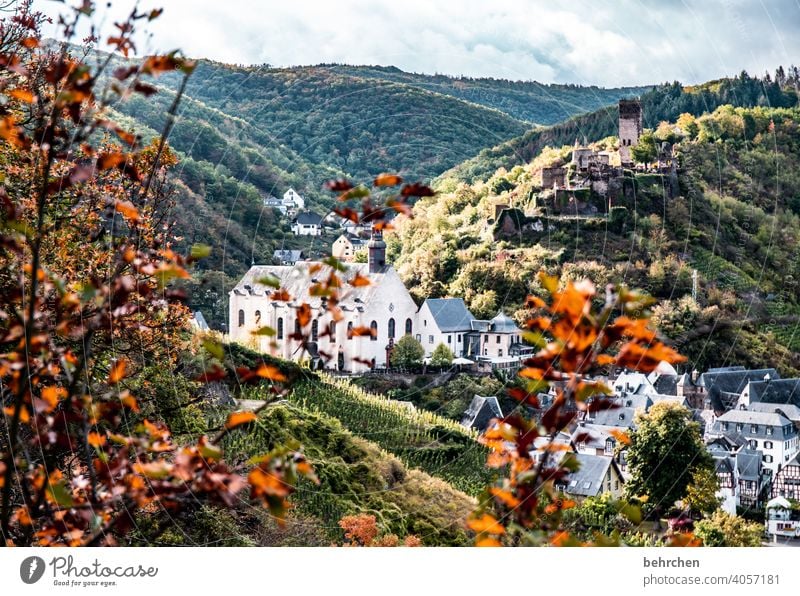 moselgeschichten Herbstlaub Jahreszeiten herbstlich beilstein Hunsrück Moseltal Sonnenlicht Mosel (Weinbaugebiet) Flussufer Wege & Pfade Weinstock