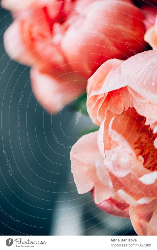 Frischer Strauß aus rosa Pfingstrosen und Rosen Pastell Roséwein Brühe Haufen Blume Blumenstrauß geblümt Blütenblätter Tapete Postkarte Frühling Liebe Sommer