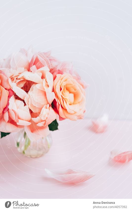 Frischer Strauß aus rosa Pfingstrosen und Rosen Pastell Roséwein Haufen Blume Blumenstrauß geblümt Blütenblätter Tapete Postkarte Frühling Liebe Sommer