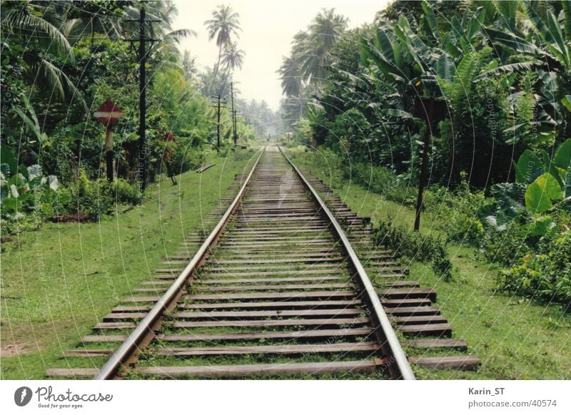 Einbahn durch den Dschungel Sri Lanka Gleise Einbahnstraße Urwald Palme Ferien & Urlaub & Reisen grün Eisenbahn Himmel