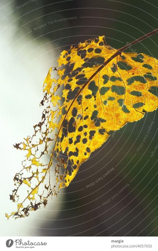 Ein Herbstblatt zerfressen von Raupen Blatt Makroaufnahme Nahaufnahme Detailaufnahme Menschenleer Schwache Tiefenschärfe Farbfoto Pflanze braun natürlich