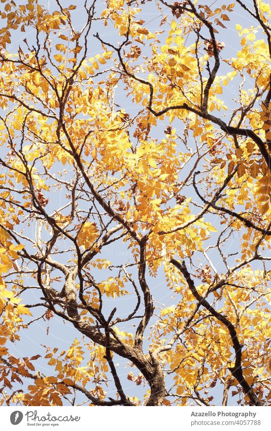 Unteransicht von Baumzweigen im Herbst. Baumzweige mit gelben und orangefarbenen Blättern abstrakt Kunst Hintergrund schön Schönheit Ast hell Farbe trocknen