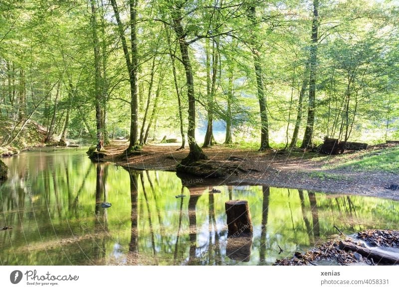 Ein Bach fließt gemütlich durch den Wald und wird gesäumt von frischen grünen Bäumen, die sich im Wasser spiegeln Frühling Holzstamm Spiegelung