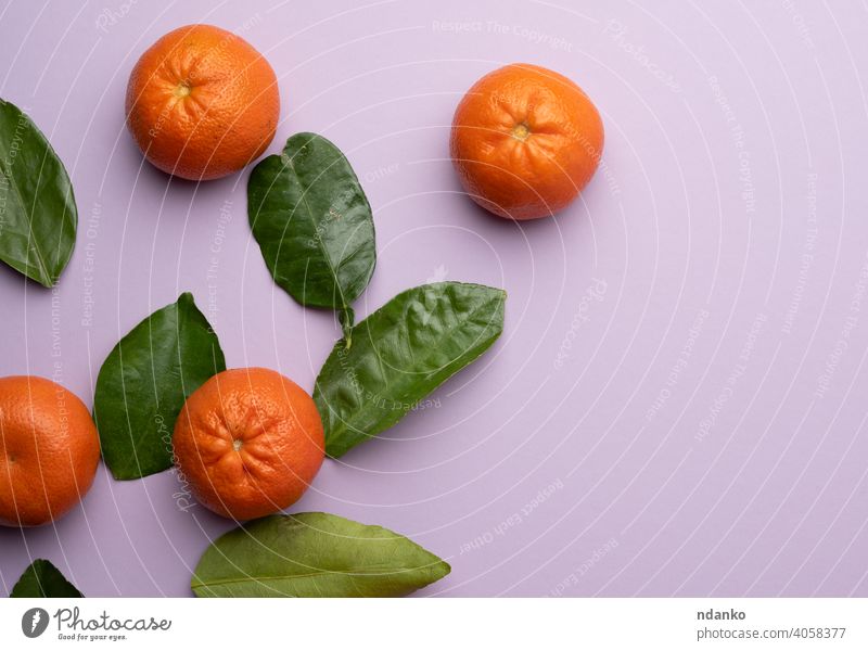 reife Mandarinen und grüne Blätter auf einem lila Hintergrund, Ansicht von oben flach Kulisse Menschengruppe orange Lebensmittel Vitamin Frische ganz roh