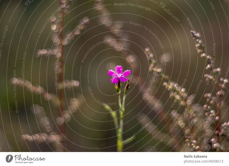 kleine violette Wiesenblume, schönes Bokeh von Gras im Hintergrund Blume Sommer Frühling Natur Pflanze Garten Blüte Blühend grün Ringe Gelassenheit Zentrum rosa