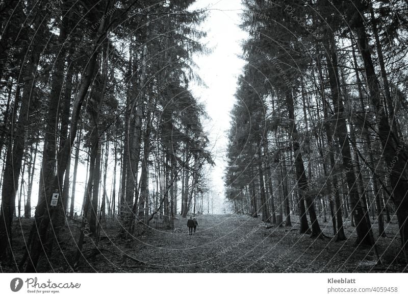 Gemeinsam den Weg entlang - Zwei Spaziergänger gehen einen breiten Waldweg zum Nebel hin entlang - schwarzweiß Bild Schwarzweißfoto Spaziergang Spazierweg