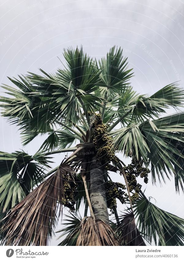 Palme mit Früchten Palmen Tropen exotisch Pflanze Palmenwedel Baum Handfläche Natur tropisches Klima Holz Blatt Schönes Wetter Sommer grün