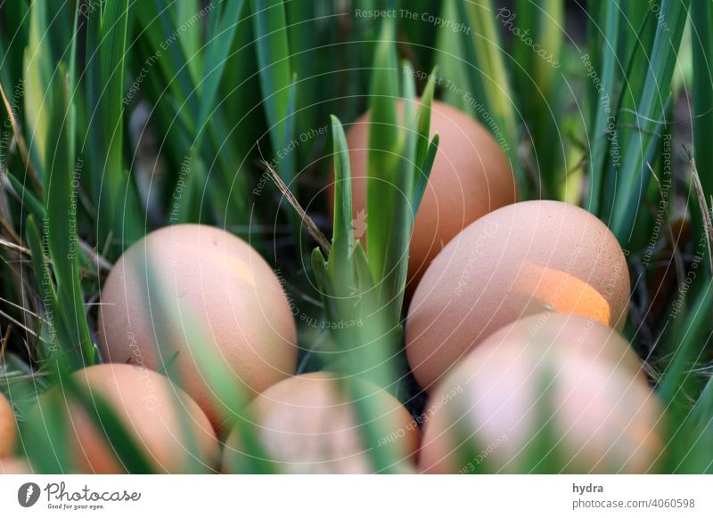 Bioeier Osternest im Grünen Eier Bioprodukte Biologische Landwirtschaft biologisch Osterei braune Eier nachhaltig Nachhaltigkeit ökologisch Gras verstecken grün