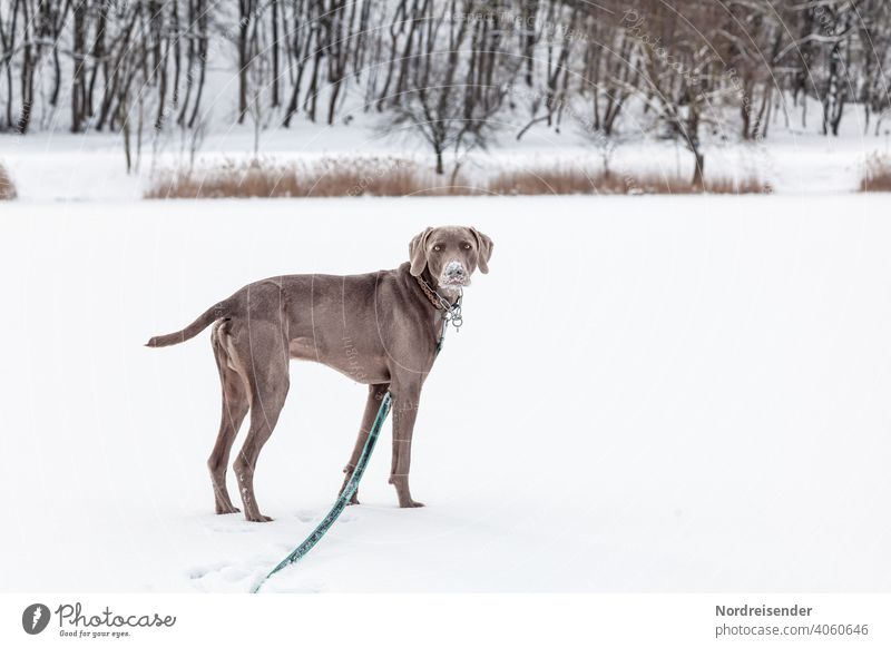 Weimaraner Jagdhund in einer Winterlandschaft weimaraner jagdhund schnee winter haustier vorstehhund hübsch junghund wald toben spiel klug aufmerksam portrait