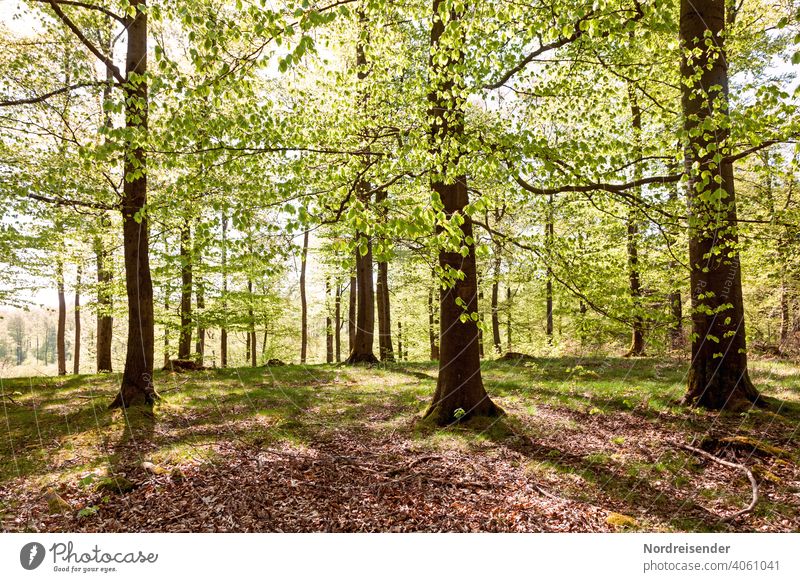 Frühlingssonne in einem Buchenwald mit frischem Grün buchenwald sommer sommerlich frühling alt sonnenstrahlen wärme beschaulich land ländlich gegenlicht fagus