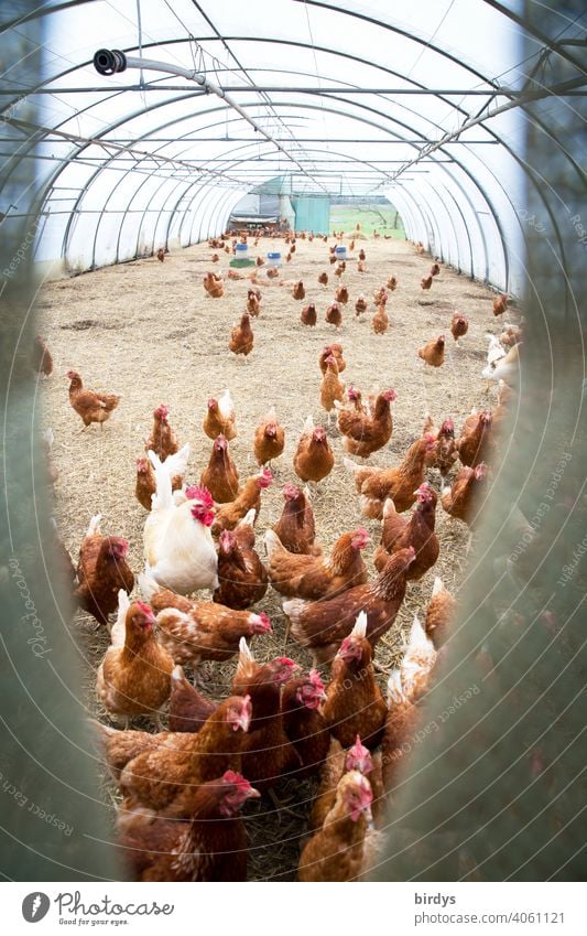 Legehennen mit viel Platz in einem Foliengewächshaus. Freilandhaltung wird zu Bodenhaltung, präventiv gegen Vogelgrippe, Geflügelpest Bioprodukte Hühner