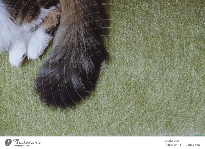 Katzenschwanz und -tatzen auf grünem Teppich, Entspannung pur Katzentatzen Tatze weiß wuschelig langhaarig getigert zottelig entspannt Hauskatze Fell Haustier