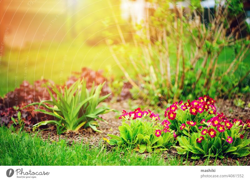 lila Primel Blumen blühen in sonnigen Frühling Garten Kissen-Primel Pflanze Gartenarbeit grün Natur primula Blatt Überstrahlung im Freien Saison Ostern Gärtner