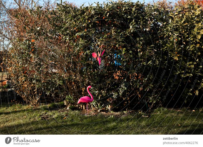 Flamingo ast baum erholung ferien frühjahr frühling frühlingserwachen garten kleingarten kleingartenkolonie menschenleer natur pflanze ruhe saison