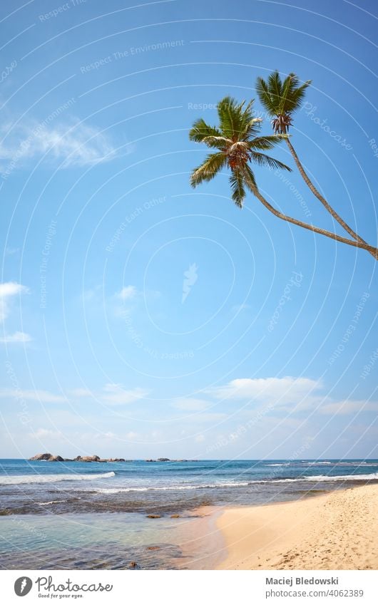 Tropischer Strand mit Kokosnusspalmen an einem sonnigen Sommertag. Paradies Meer Natur tropisch reisen Wasser MEER Sand Insel Landschaft blau idyllisch