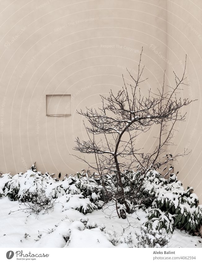 Strauch mit Schnee vor einer Hauswand winter menschenleer Außenaufnahme textfreiraum pflanze ruhe