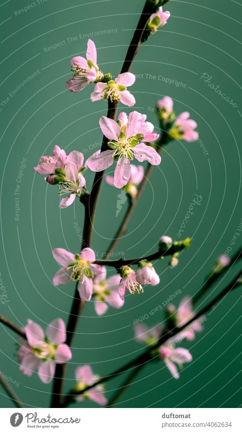 Rosa Pfirsichblüte an einem Zweig vor grünem Hintergrund, Makroaufnahme Blume Blüte Pflanze Blühend Natur Schwache Tiefenschärfe Garten Pfirsichblüten