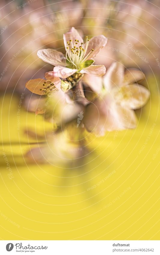 Rosa Pfirsichblüten an Ast auf gelbem Hintergrund, Makroaufnahme Blume Blüte Pflanze Blühend Natur Schwache Tiefenschärfe Garten Nahaufnahme Hanami Frühling