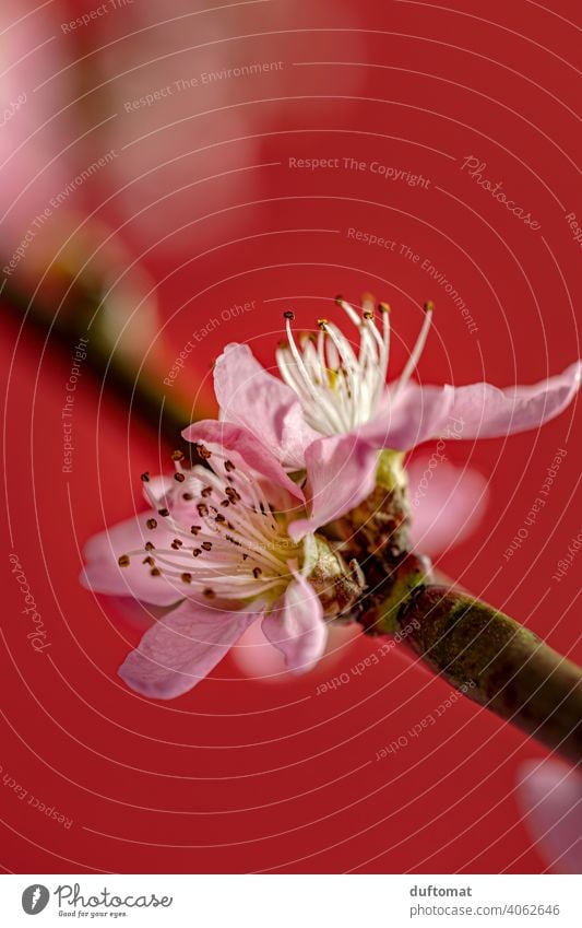 Rosa Pfirsichblüte vor rotem Hintergrund, Makroaufnahme Blume Blüte Pflanze Blühend Natur Schwache Tiefenschärfe Garten Pfirsichblüten Nahaufnahme Hanami