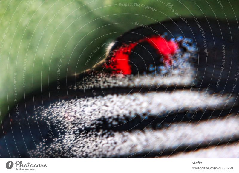 rotes Auge auf dem Schmetterlingsflügel für Abschreckung von den Fressfeinden Augenfleck Nachahmung nachahmen Überlebensstrategie Scheinaugen überlebenswichtig