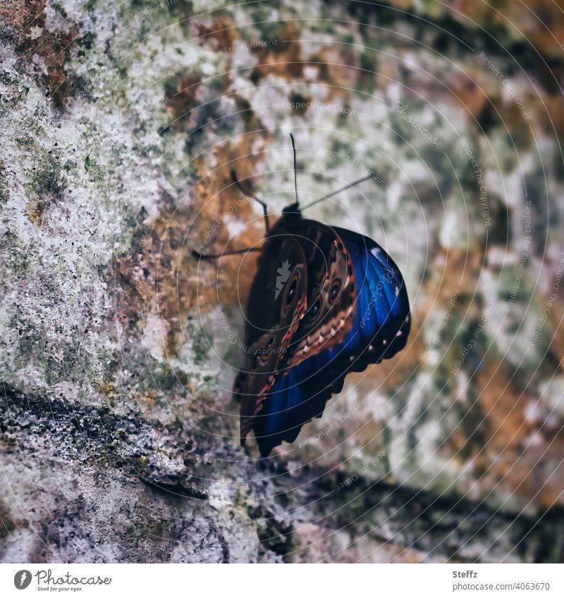 Blauer Morphofalter auf einer alten Mauerwand Schmetterling Himmelsfalter Edelfalter Falter Pause ruhen Eyecatcher Ziegelwand Schmetterlingsflügel Flügel