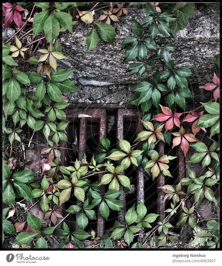 Rotes und grünes Efeu, das eine Wand und ein Metallgitter bedeckt Efeublätter Blätter Natur Pflanze Außenaufnahme Farbfoto Tag Blatt Wachstum Grünpflanze Mauer