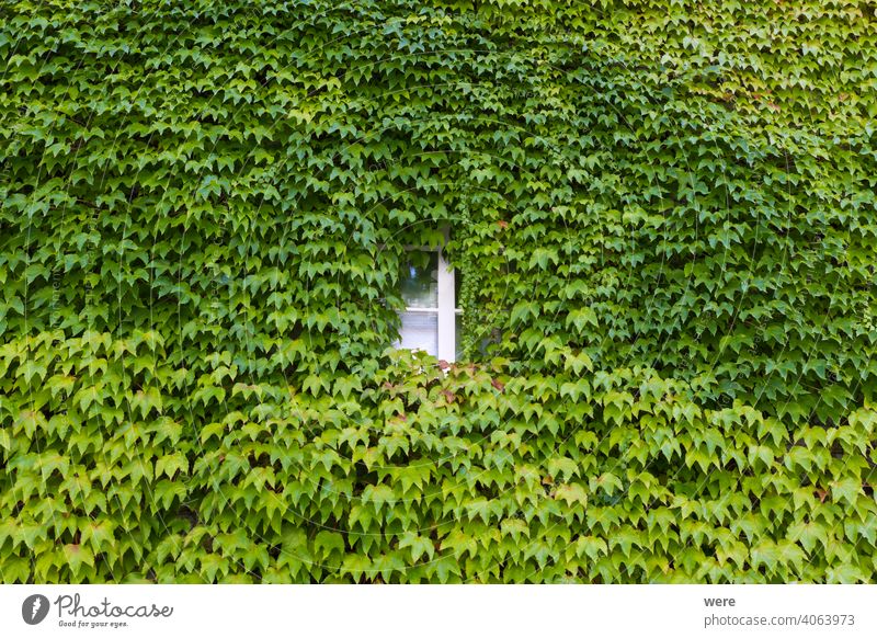 Mit Wildwein bepflanzte Hausfassade in der Altstadt von Schopfheim im Schwarzwald Hintergrund Baden Würtemberg Deutschland Muster Erholung Gebäude Textfreiraum