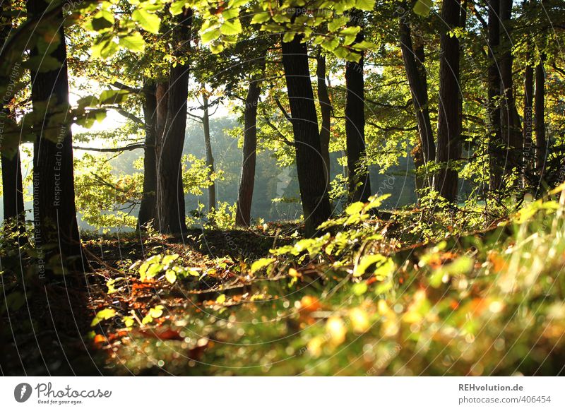 "Ich verbringe mehr Zeit im Wald als ein Eichhörnchen!!" Umwelt Natur Pflanze Baum Sträucher natürlich grün Hoffnung nachhaltig Holz Laubwald Erholung