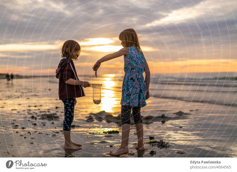 Geschwister suchen bei Sonnenuntergang nach Muscheln Netz aktiv Strand schön Kind Kindheit Küste Familie Spaß Mädchen Fröhlichkeit Glück Gesundheit Feiertag