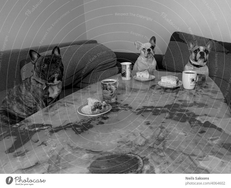 unser Mittagstisch französische Bulldogge Abendessen Tisch Hund Becher Teller Humor drei niedlich Tier Haustier beobachten Mittagspause Kuchen onyx Sitzen Blick