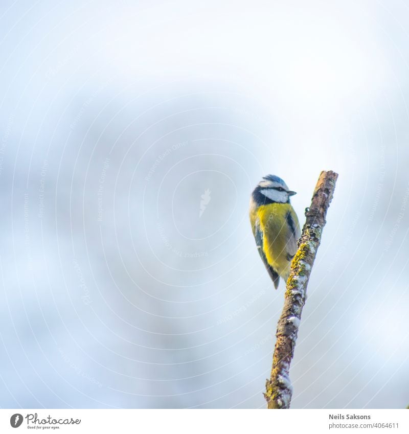 Blaumeise hockt auf einem Ast an einem Wintertag. Tier Vogel Hintergrund Schnabel schön blau hell Feder Federn Fliege Wald Garten Prima Lebensraum Weissdorn