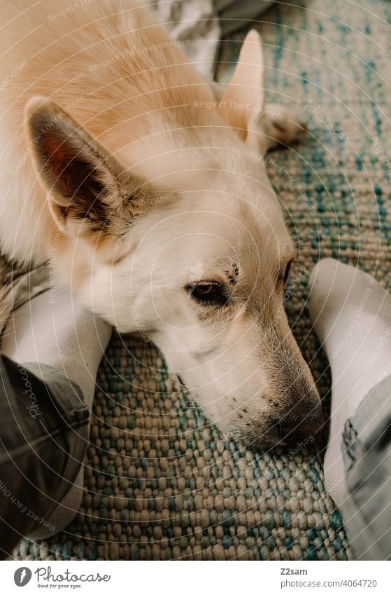 Weißer Schäferhund entspannt zwischen Füßen schäferhund weiß haustier müde ausruhen teppich erschöpft süss niedlich Fell Tierporträt Erholung Innenaufnahme