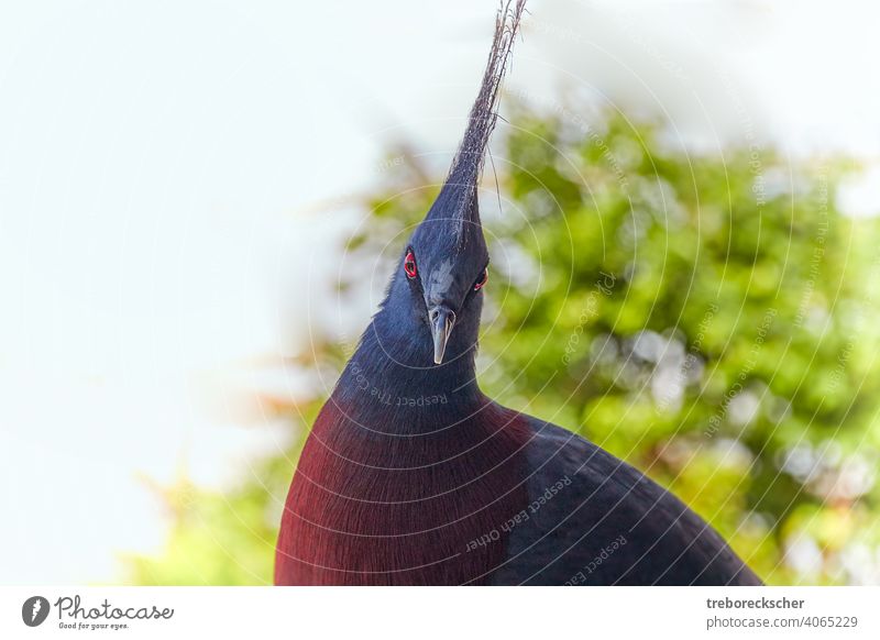 Victoria-Krontaube, der Vogel schaut mit seinen roten, schwarzen Augen in die Kamera Taube Tierwelt blau tropisch gekrönt Kopf schön exotisch Krone wild goura