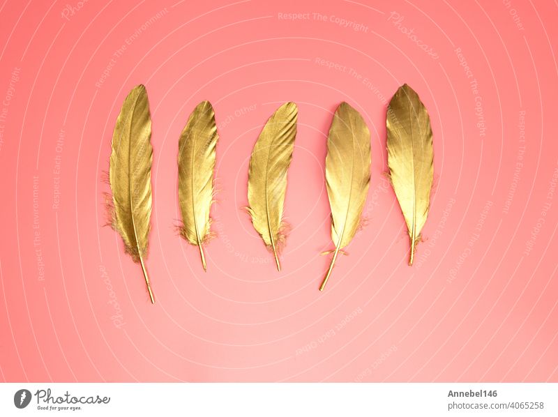 Gold glänzende Federn in einer Reihe auf pastellrosa Hintergrund, Flat lay, retro, modern, bunt stilvolle Konzept Draufsicht. Design-Element Tapete kopieren Raum