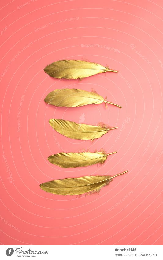 Gold glänzende Federn in einer Reihe auf pastellrosa Hintergrund, Flat lay, retro, modern, bunt stilvolle Konzept Draufsicht. Design-Element Tapete kopieren Raum