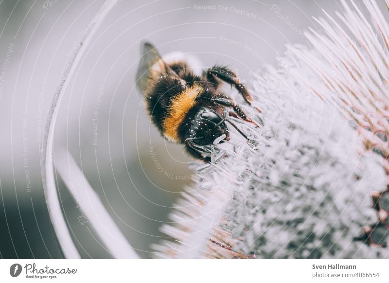 Hummel Sitzt Auf Einer Blume Ein Lizenzfreies Stock Foto Von Photocase