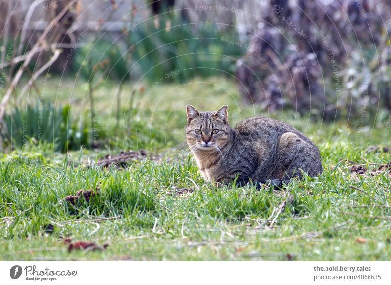 Getigerte Katze liegend im Gras mit Sträuchern im Hintergrund Fell Tier Hauskatze Haustier beobachten Wachsamkeit Farbfoto Garten Außenaufnahme getigert
