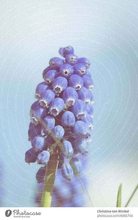Traubenhyazinthe / Perlhyazinthe Perlhyazinten Hyazinthe hellblau Pflanze Blauer Hintergrund Frühlingserwachen Blühend Nahaufnahme Natur Blume schön Blüte